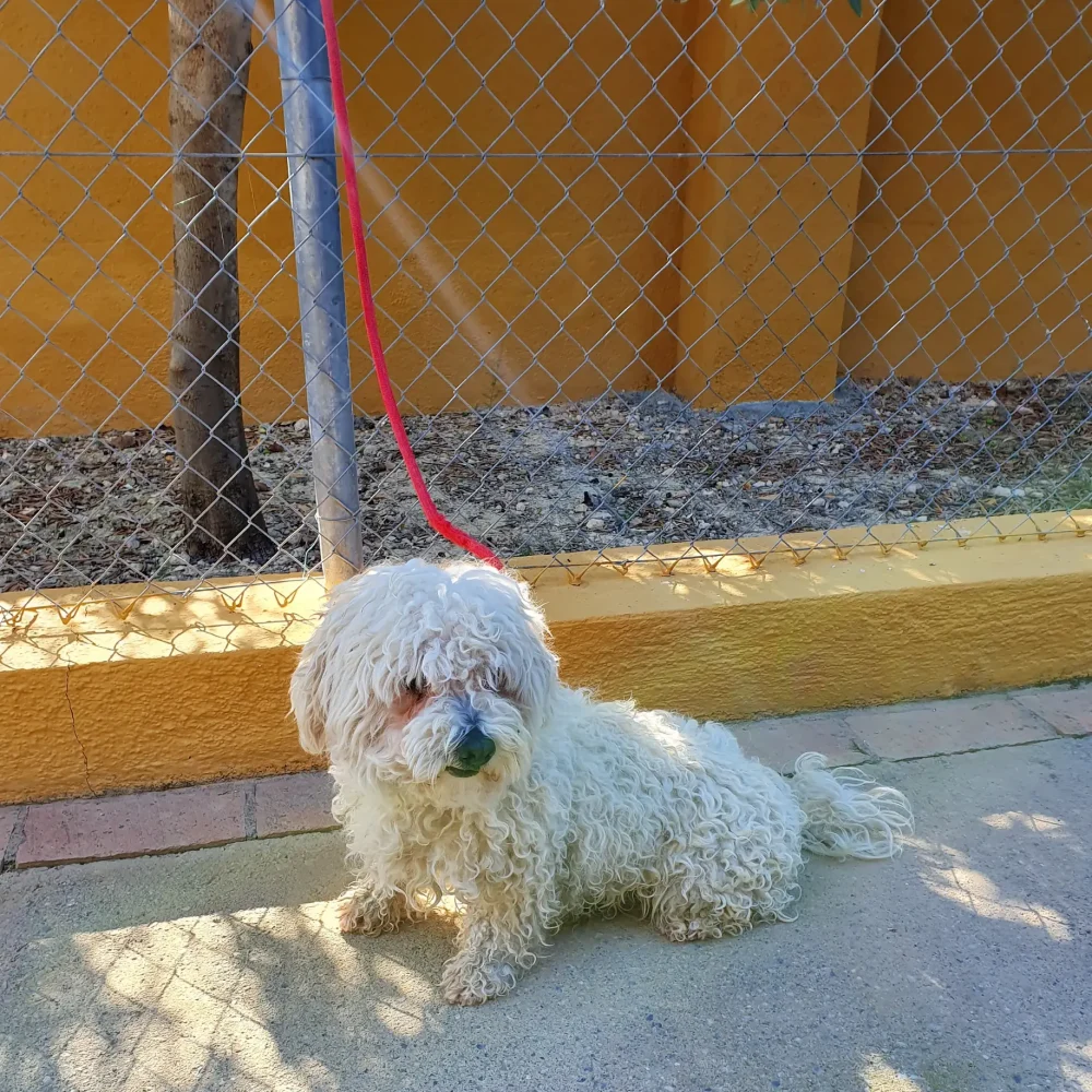 Adopcion3
