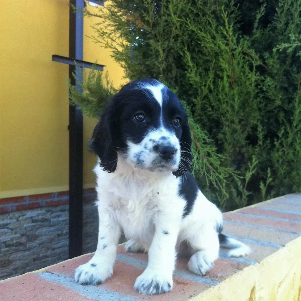 adopcion