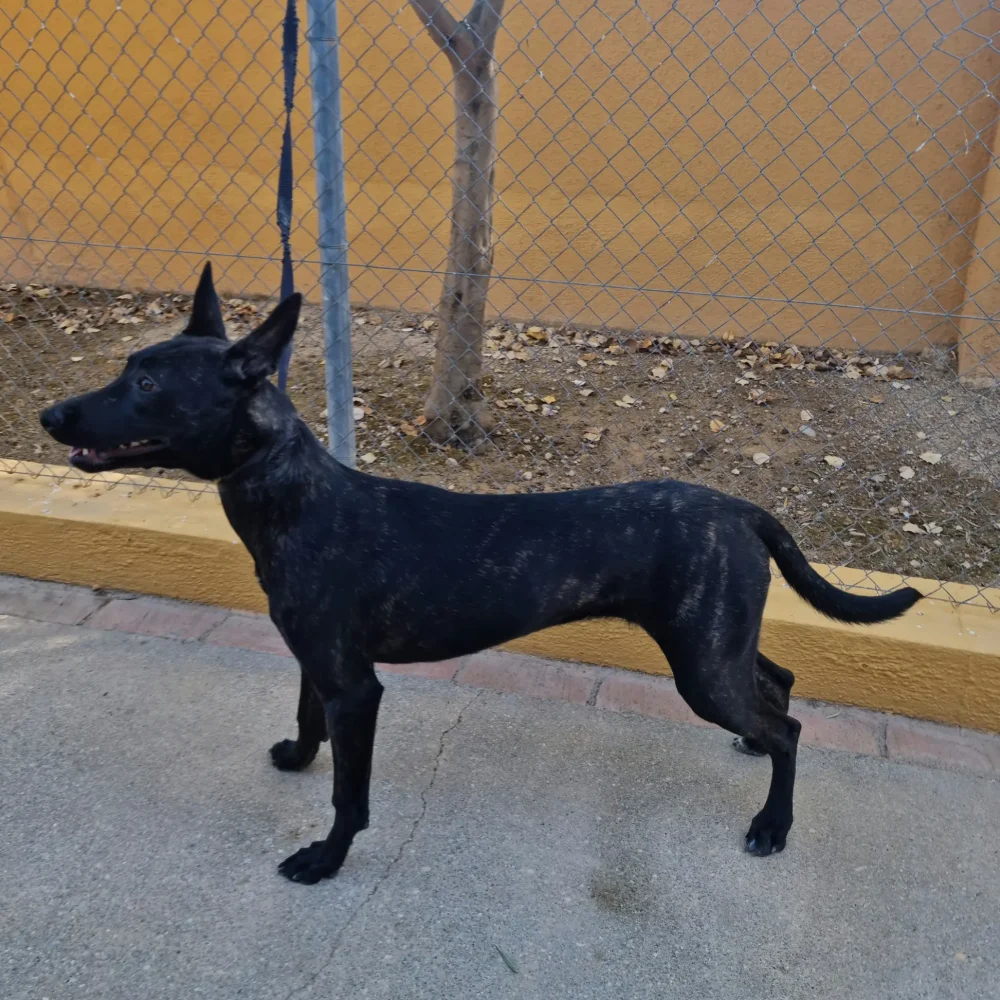 adopcion 1