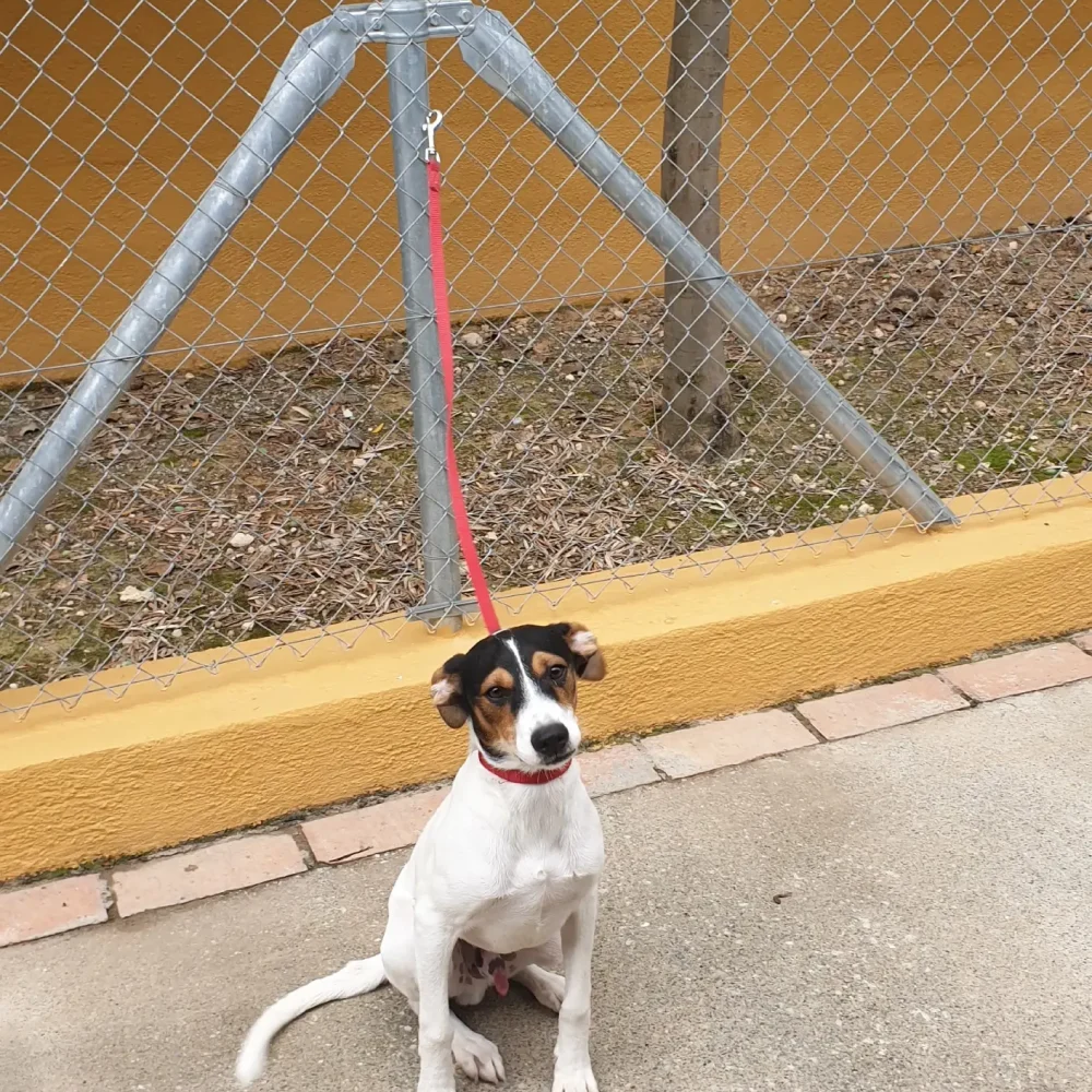 adopcion2