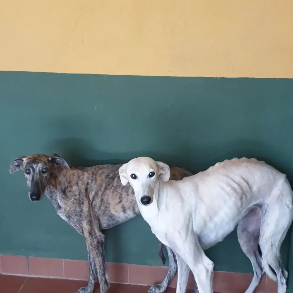 adopcion4